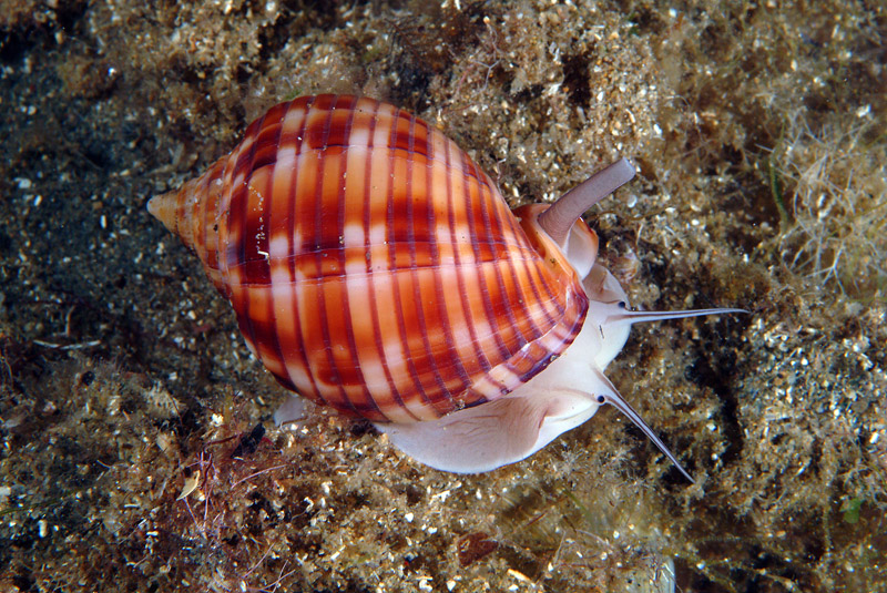 Phalium granulatum